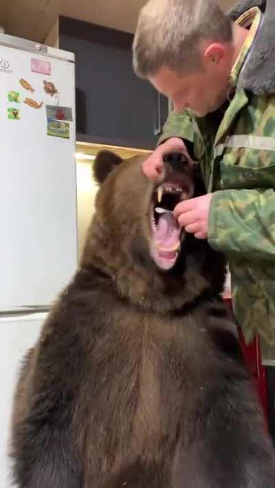 brushing a bears teeth.