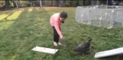 This girl built an obstacle course for her chicken.