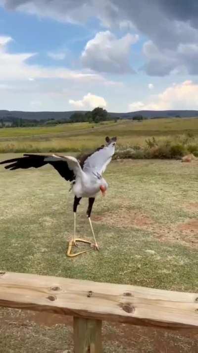 Secretary bird [Sagittarius serpentarius] showing its powerful kick with a force five times its own body weight (about 195 Newton’s / 20 kilogram-force) used to kill venomous snakes