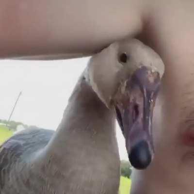 Putting your nipple near a duck's beak