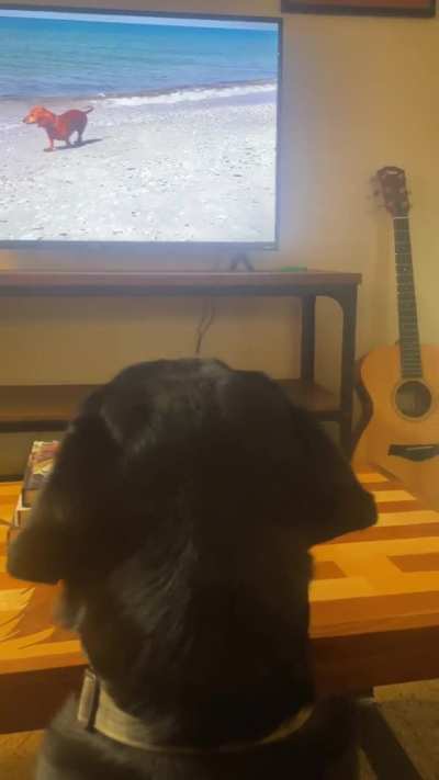 Lab watching TV