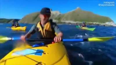 A seal slaps a kayaker with an octopus