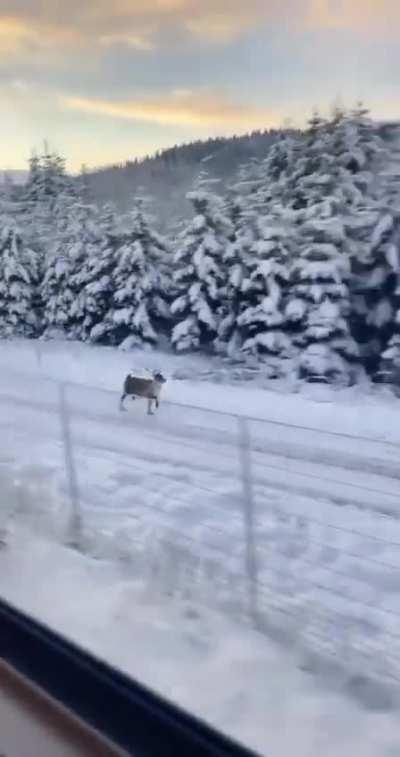 Reindeer easily keeping up with a train at a dapper trot