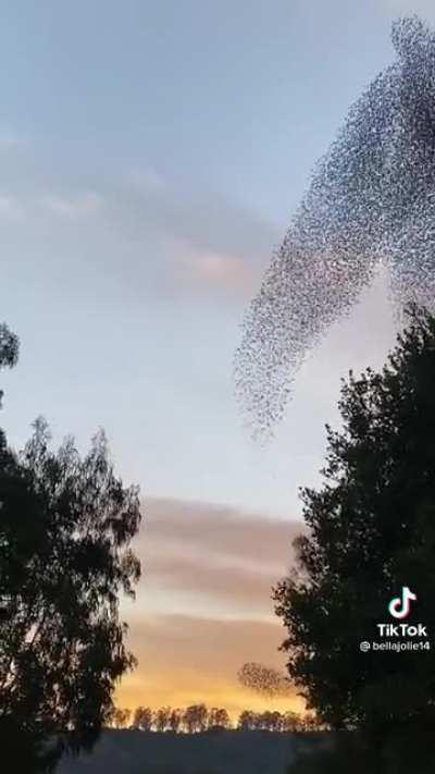 This is called murmuration. Scientists don’t know why birds do this but they mimic the 6 birds around them.