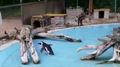 Penguin chasing a butterfly. This is one of the cutest things i have ever seen.