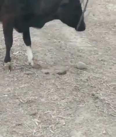 The way this cow secured its own freedom