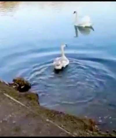 Woman Releases Swan Back Into The Wild After Recovery