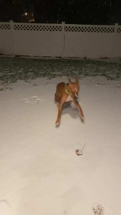 Southern Dog’s first time in snow