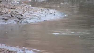 Deer escapes from a giant crocodile while drinking water