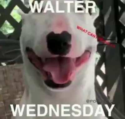 walter