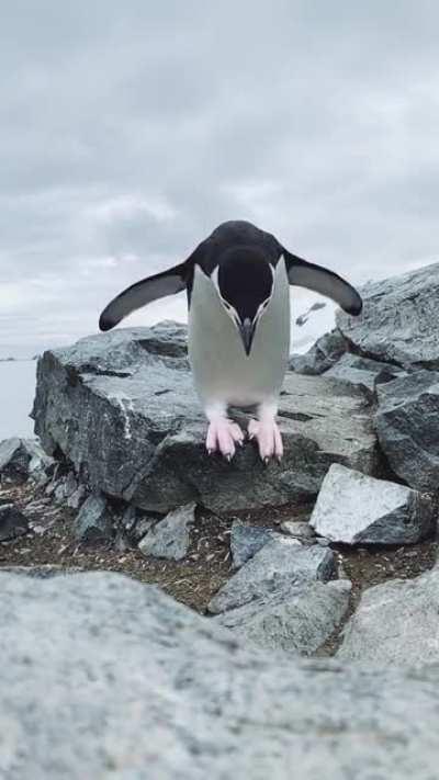 🔥 This slow-motion penguin jump