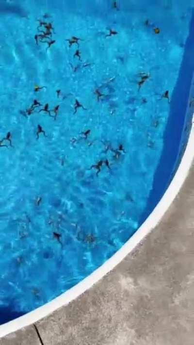 Woman returns from vacation to a pool full of frogs