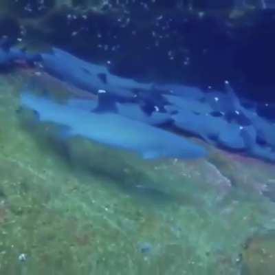 A diver filming sleeping sharks gets a curious visitor