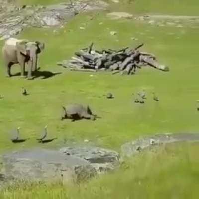 Baby elephant runs to mommy after falling