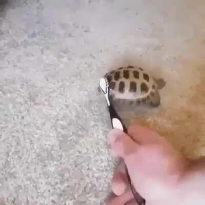 Helping a turtle with his itch