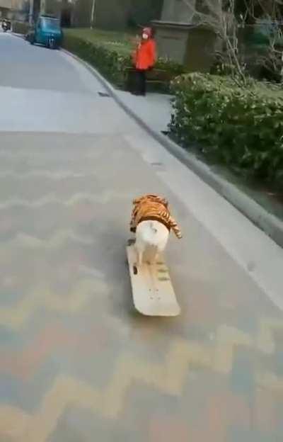 follow the skateboarding dog