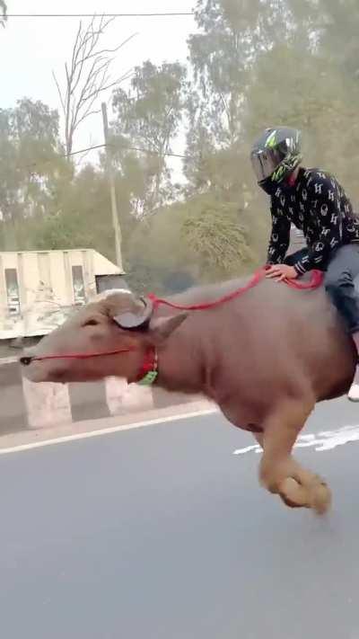 Zyada kuch nahi , just a guy riding buffalo 