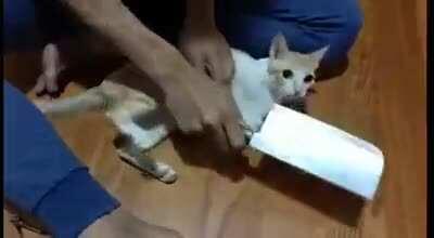 How to properly cut cat's nails