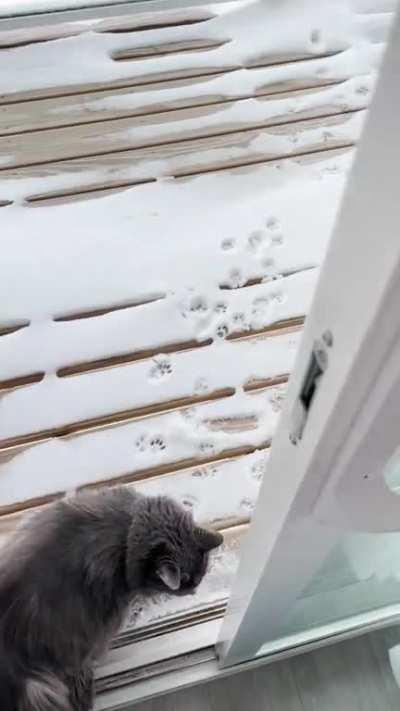 Wanted to see how my cat would react to the snow. Now she keeps asking to go outside and then regretting it immediately