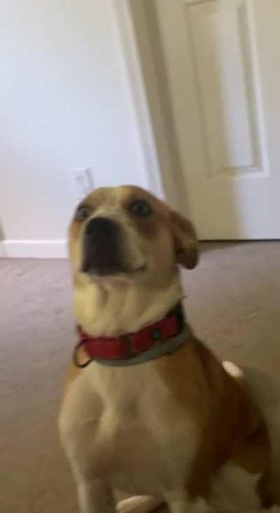 Every morning to keep them from scratching at the door, we let our dogs on the bed. My rescue, who was severely abused and NEVER allowed on furniture, begins to stare at us starting at ~5:30am until we let him on. Meet Kylo. (Bugg is in the background scr