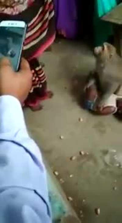 Aggressive monkey abducts a kid and wouldn’t let go