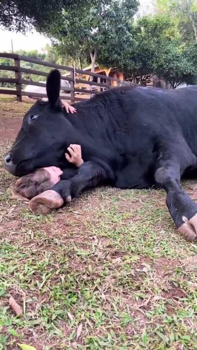 Cows have so much love to give to those that show them kindness