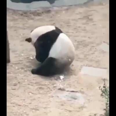 a rolling panda!