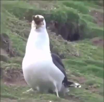 Hungry seagull eats an entire rodent whole