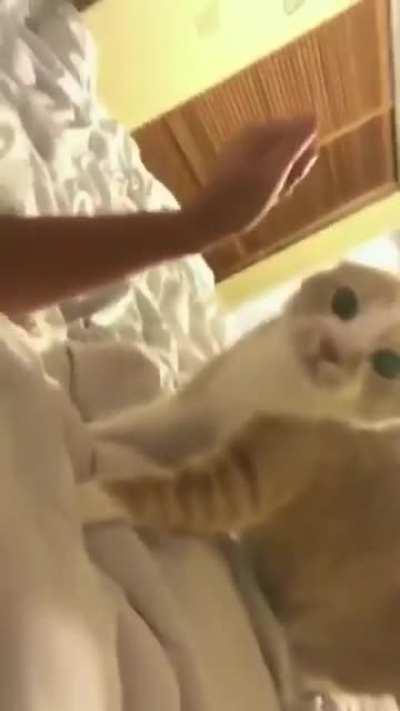 Cat doesn’t recognise owner with face mask