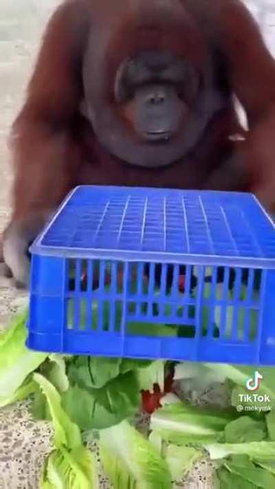 Orangutan removes food from hat