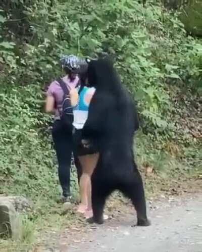 Hikers keeping their cool while Bear investigates