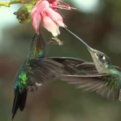 🔥 Hummingbird accidentally slaps the hell out of a bee with its wing