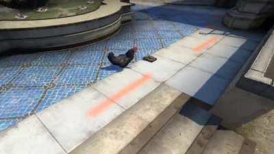 Brave chicken attempts to defuse bomb [WARNING: GRAPHIC]