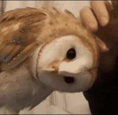 Owl goes for 360 degrees of scritches