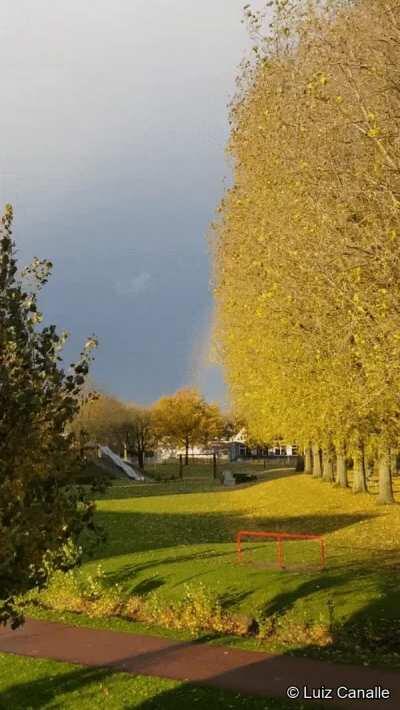 🔥 De-stress with my bedroom view of these golden Autumn leaves. 🌈