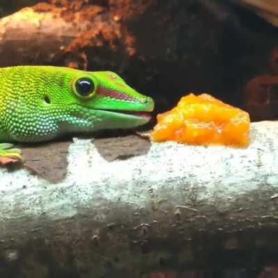 Girl loves her some papaya