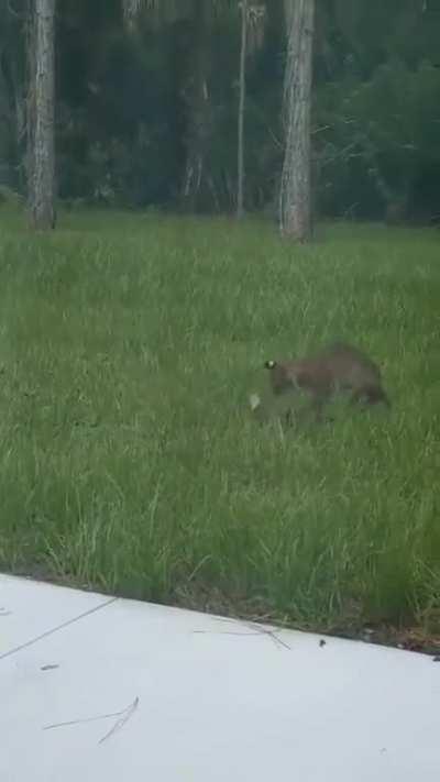 A man finds a red lynx and a baby crocodile fighting in his backyard