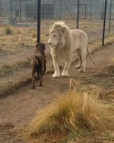 🔥 Lion and Dog 'Shake Hands'