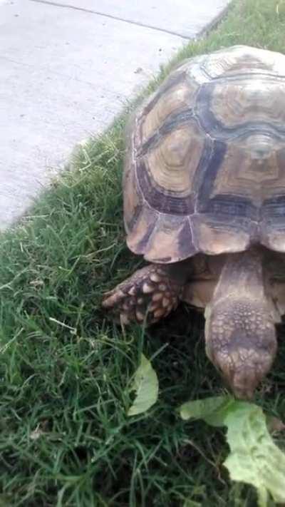 Turtle eating lettuce.