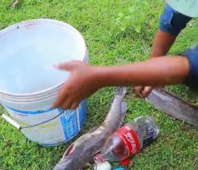 Ah the old Mentos &amp;amp; Coca Cola trick...