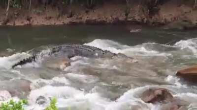 Huge Croc traverses an Australian Creek