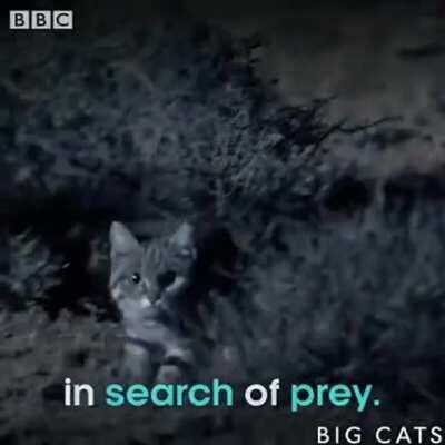 World's deadliest cat