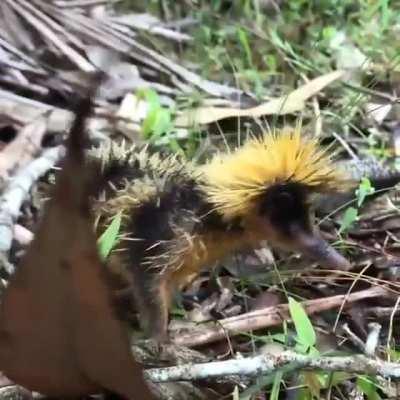 🔥 The Lowland Streaked Tenrec looks like a wild Pokémon