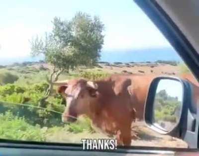 This cow gives direction