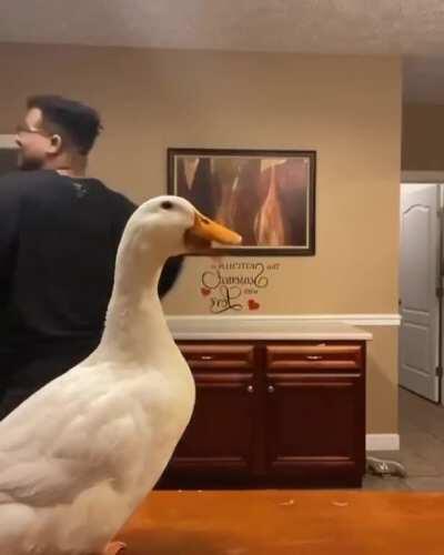 The Man Who Danced With The Duck