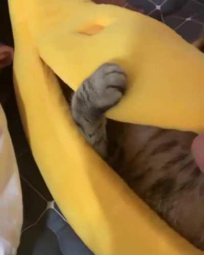 Banana + Cat