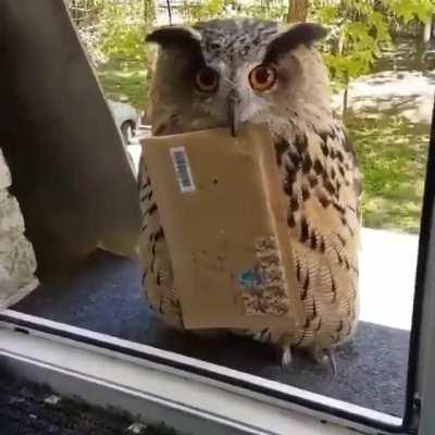 Look who delivers the mail !