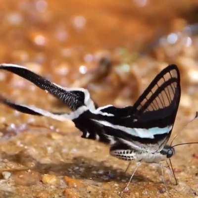 Dragon Tail Butterflies