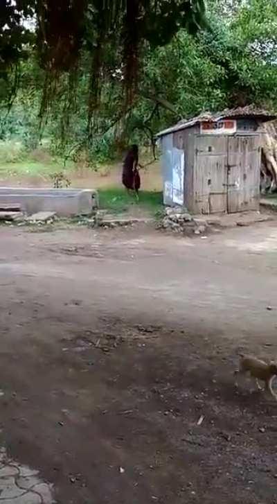 Indian Grandma yeets a cobra