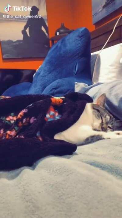 Cats